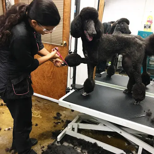 Pet vet Doggie Avenue Burbank