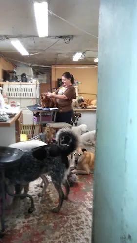 Dog Grooming Dog Grooming By Lori Spokane Valley