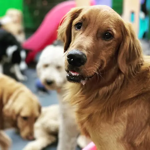Dog day care center Play N Stay Spokane