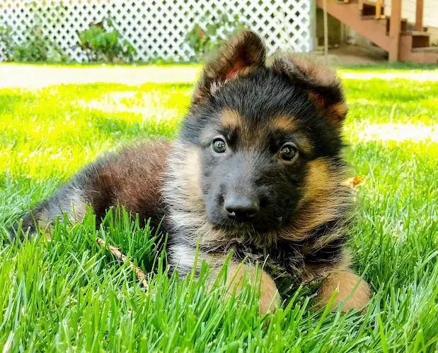 Dog breeder CB Kennel German Shepherds Salem