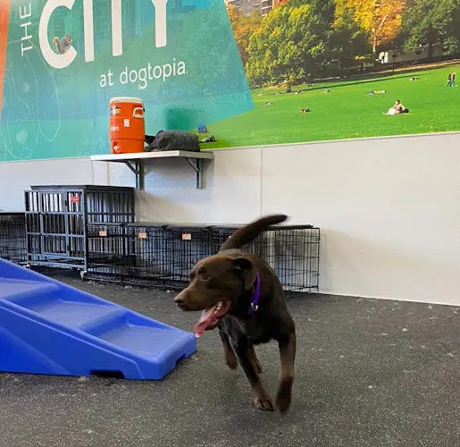 Pet boarding service Dogtopia of Blackhawk Livermore