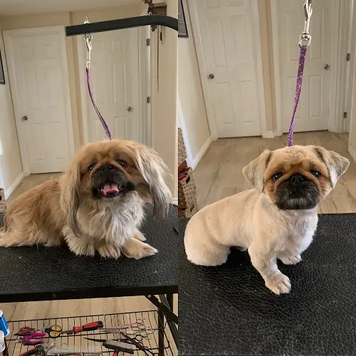 Dog trainer Pawsitive Manners Pets N' Puddles Dog Training, Luxury Pet Spaw & Salon Murrieta