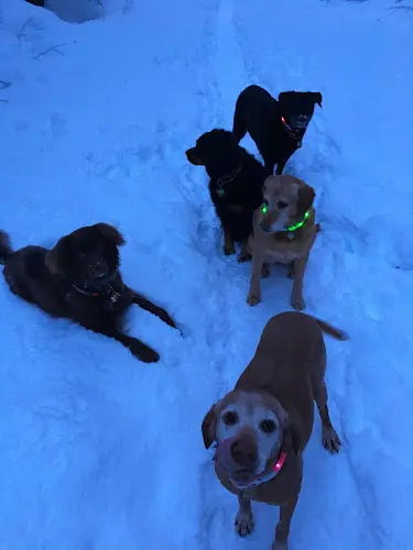 Rescue & Shelter Juneau Animal Rescue Anchorage