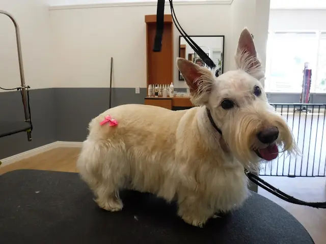 Dog Grooming Pure Grooming Escondido