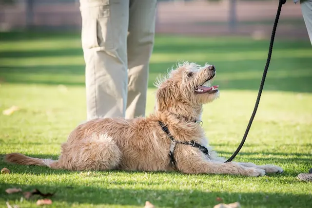 Dog trainer Furry Tail Dog Training Murrieta