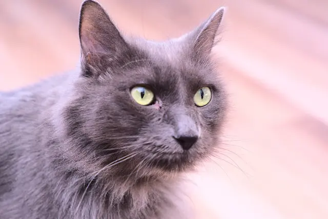 Rescue & Shelter We Care Animal Rescue Vallejo