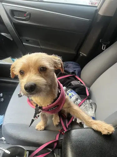 Dog Grooming Pets Choice Grooming and Supply Rialto