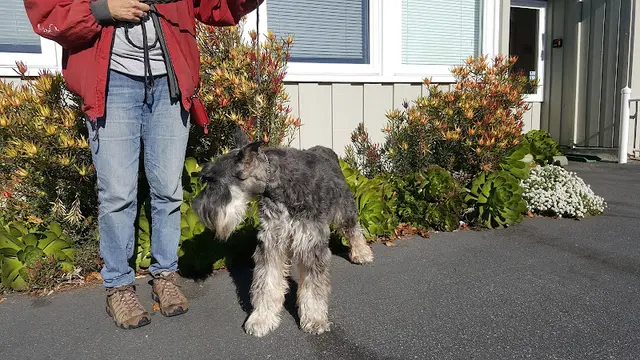 Pet vet VCA Half Moon Bay Animal Hospital San Mateo