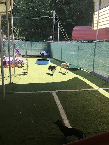 Dog day care center The Woofden PNW Vancouver