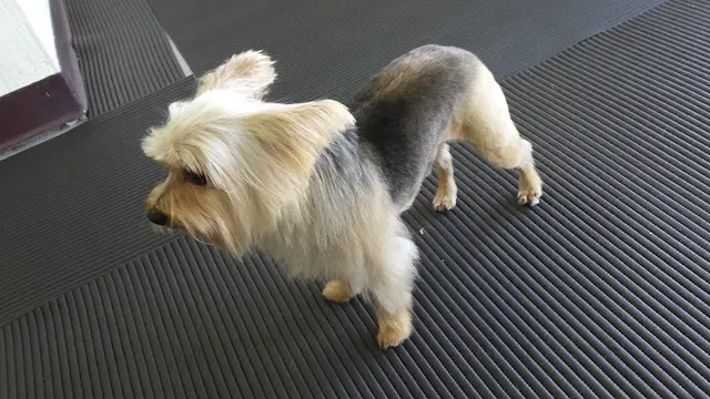 Dog Grooming Imelda's Pet Grooming San Jose