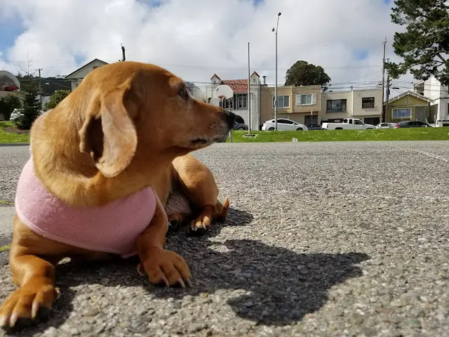 Dog walker Lincoln Park Daly City