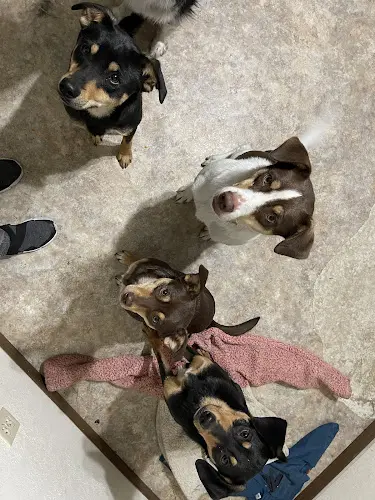 Dog walker West Valley Boarding Kennels Yakima