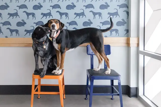 Pet vet Brooklyn Yard Veterinary Hospital Portland