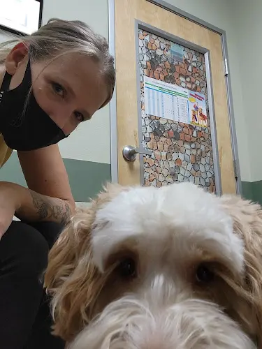 Dog Grooming Dapper Paws pet grooming salon Vancouver