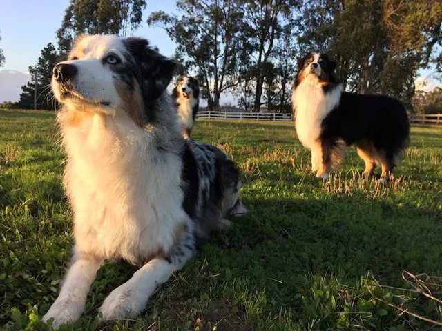 Dog breeder Bit O'Blarney Pet Services San Leandro
