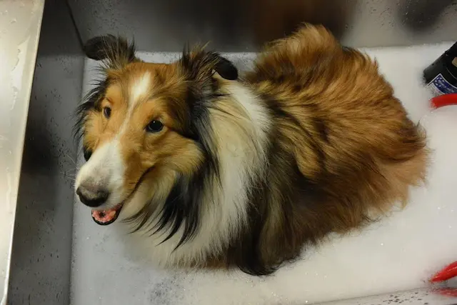 Pet boarding service VCA Camino Animal Hospital Thousand Oaks