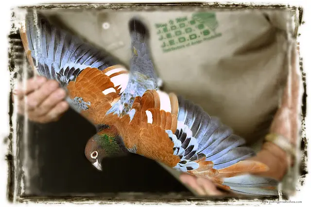 Rescue & Shelter Jedds Bird Supplies Anaheim
