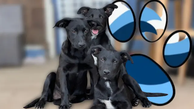 Rescue & Shelter Mission Bay Puppy Rescue San Diego