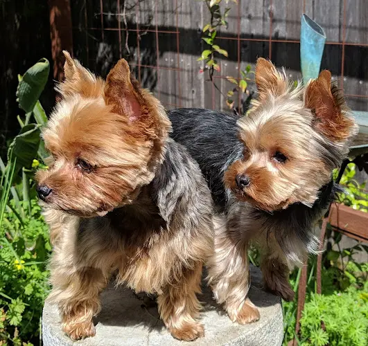 Dog Grooming The Clip Shop - Pet Grooming Sacramento