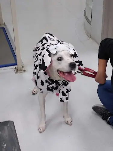 Dog day care center Crossroads Animal Emergency (Norwalk), A Thrive Pet Healthcare Partner Norwalk