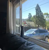 Rescue & Shelter Whiskers Tails & Ferals Vallejo