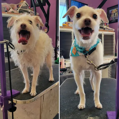 Dog day care center Best Friends Pet Salon Salem