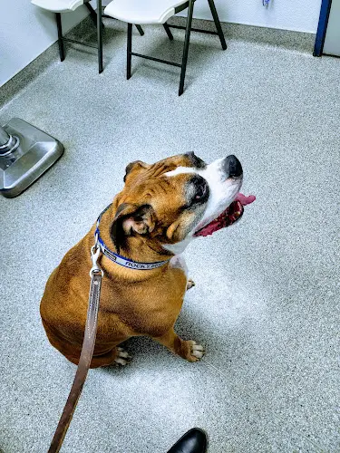Pet boarding service Care Veterinary Clinic Visalia