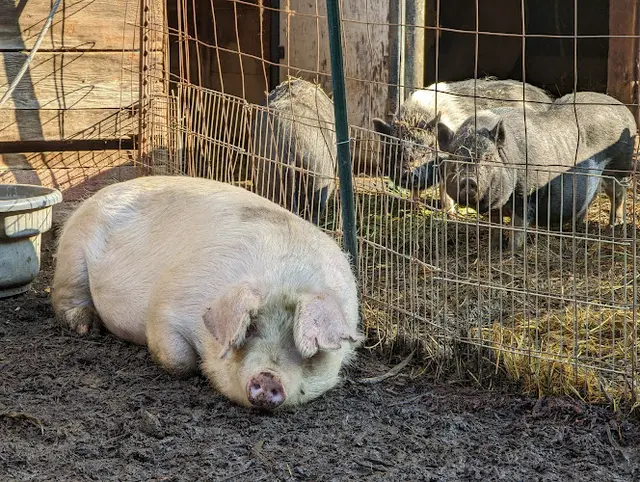 Rescue & Shelter One Living Sanctuary Vallejo