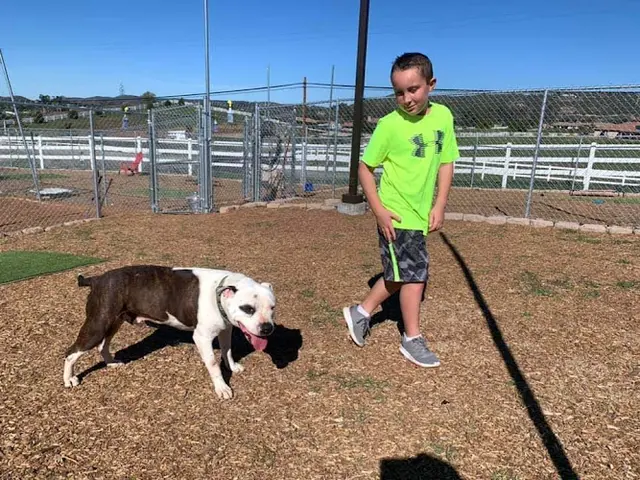 Rescue & Shelter Frosted Faces Foundation Escondido