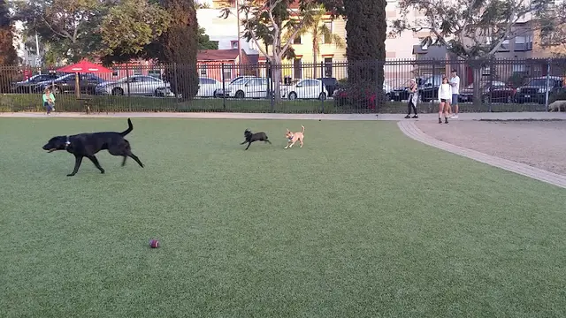Dog Park Amici Park San Diego