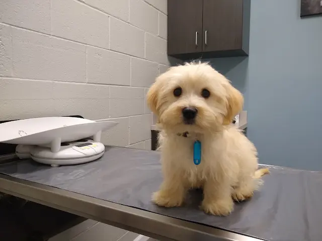 Pet vet Ciel Animal Hospital Long Beach