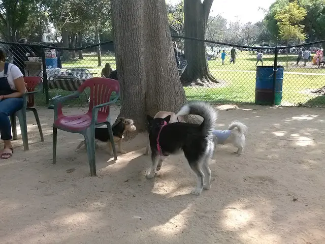 Dog Park Uptown Dog Park Downey