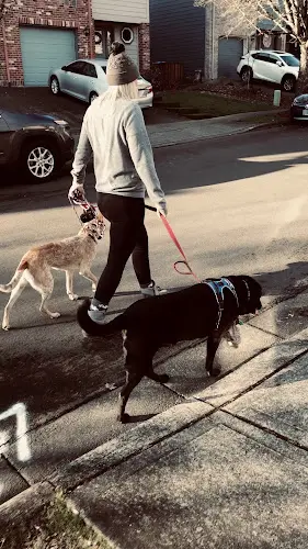 Dog trainer Om Dog Club Beaverton