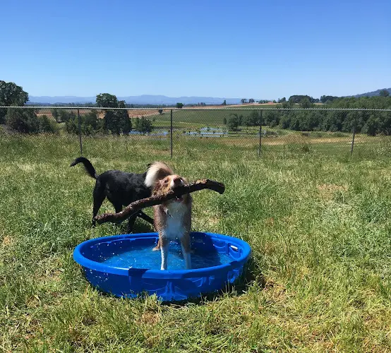 Dog day care center Ankeny Hill Resort & Boarding Salem