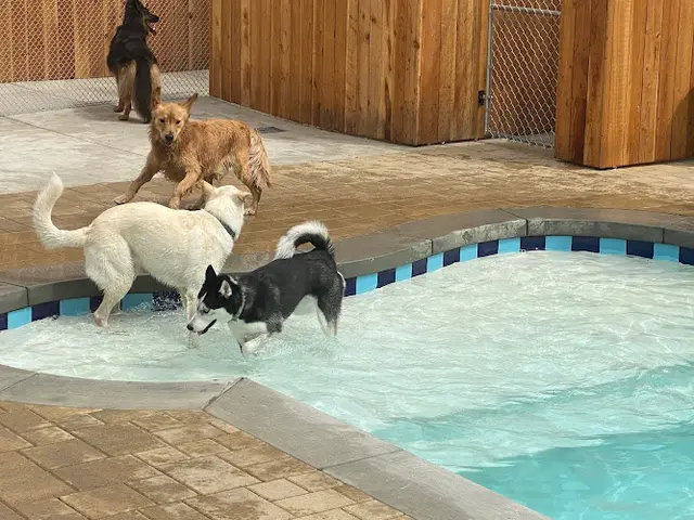 Dog day care center Dioji K-9 Resort & Athletic Club Ventura