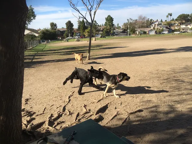 Dog Park Maddox Park San Diego