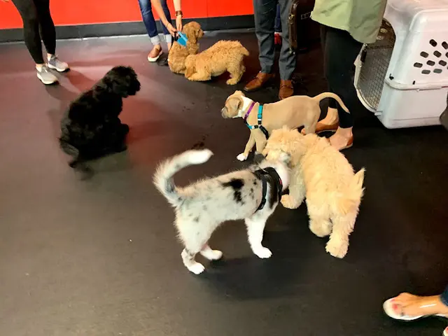 Dog day care center SF Puppy Prep San Francisco