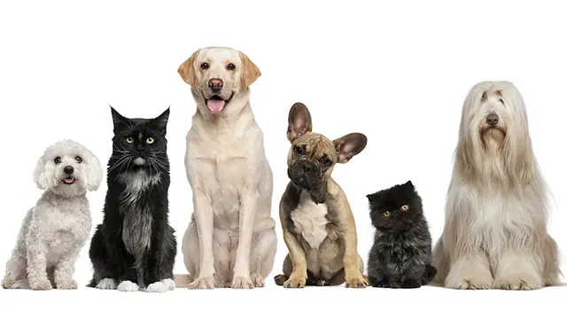 Pet vet A Small Animal Hospital Tacoma