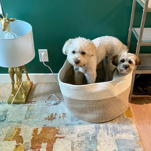 Pet vet Shane Veterinary Medical Center Santa Monica