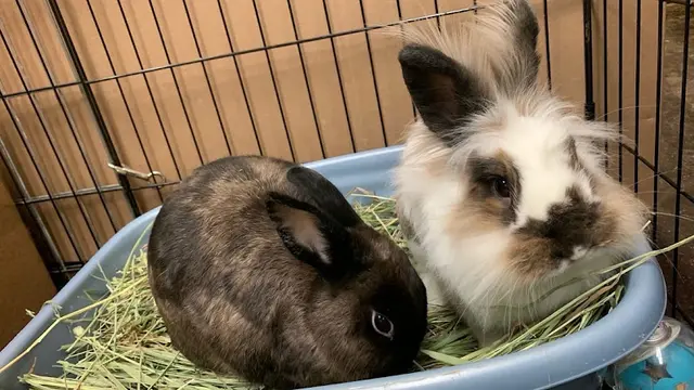 Rescue & Shelter Bunny Bunch Orange County Downey