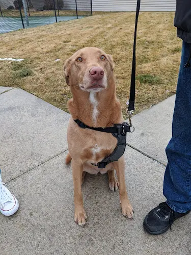 Dog trainer Wild Paws Training Spokane