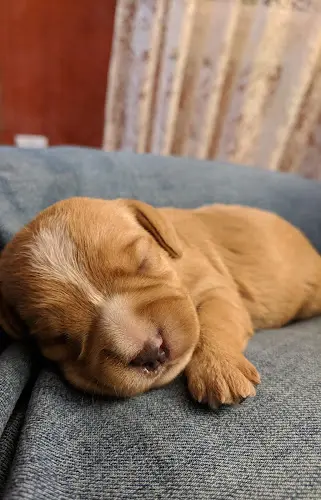 Dog breeder Baral's Puppy Breeds Salem
