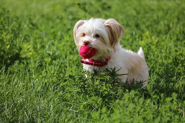 Dog breeder Kimora’s Kreations kennel Salem