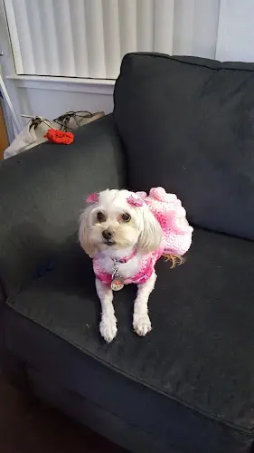 Pet vet Doggy Dog Grooming Richmond