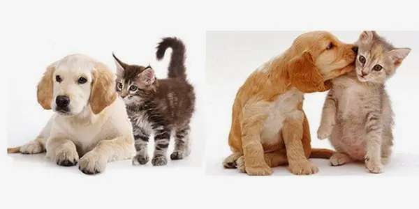 Pet vet Lemon Grove Veterinary Hospital Chula Vista
