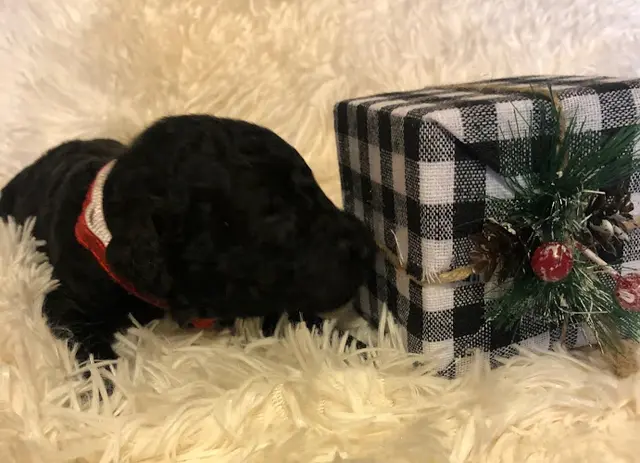Dog breeder JRP Poodles Spokane