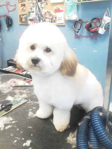 Pet boarding service Muddy Paws Carlsbad