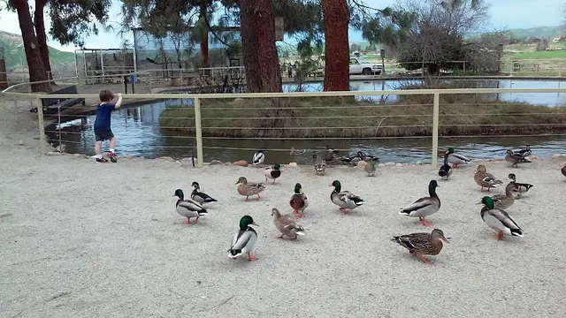Dog Park California Living Museum Bakersfield