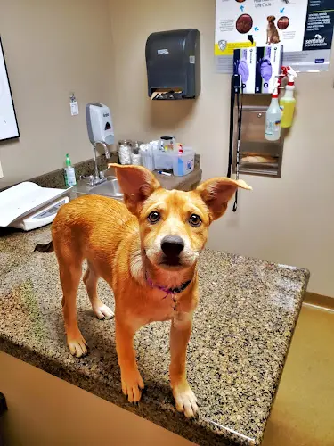 Pet boarding service HOPE Animal Foundation Fresno