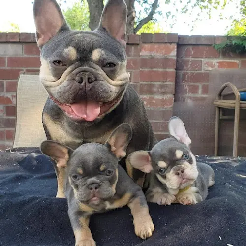 Dog breeder Bossalini French Bulldogs Vallejo
